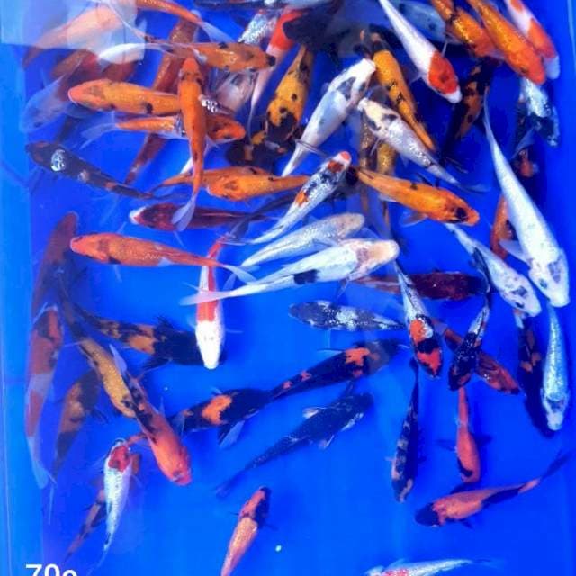 70 ekor