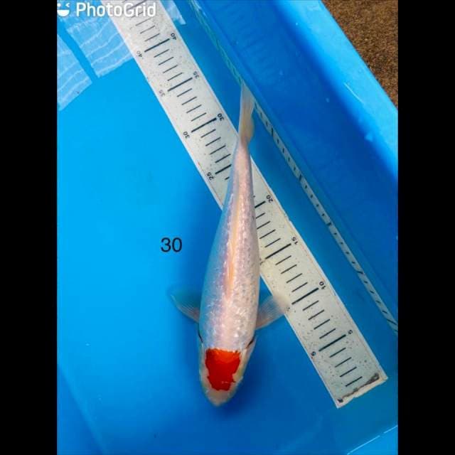 Kohaku gindrin ,30cm