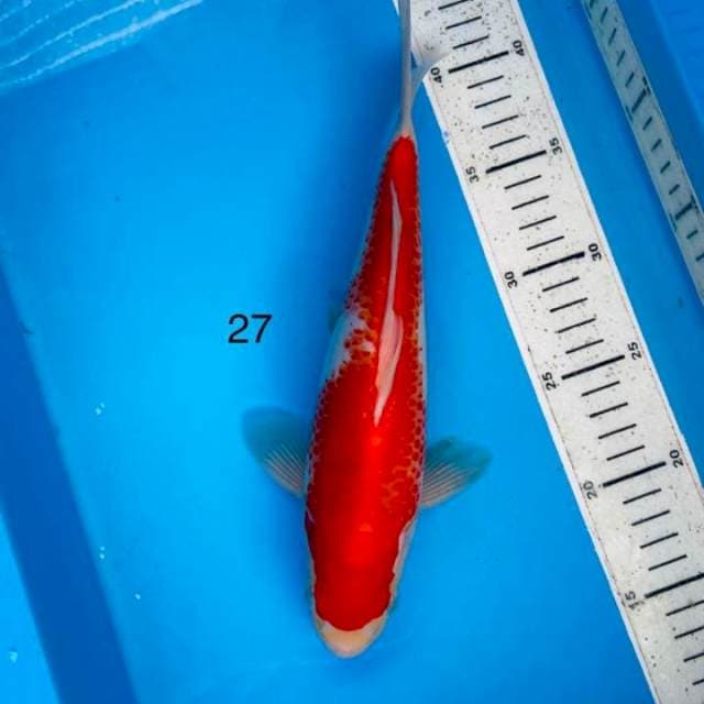Kohaku ,27cm