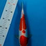 Kohaku Doitsu 28cm