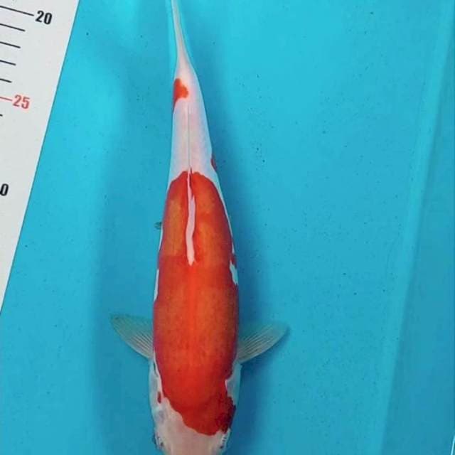 Kohaku doitsu 27cm