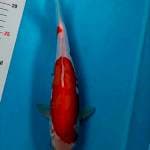 Kohaku doitsu 27cm