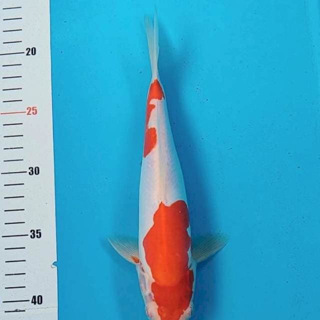 Kohaku doitsu 25cm