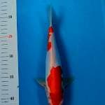 Kohaku doitsu 25cm