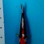 Beni kumon 23cm