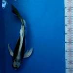 Kabuto 35 cm