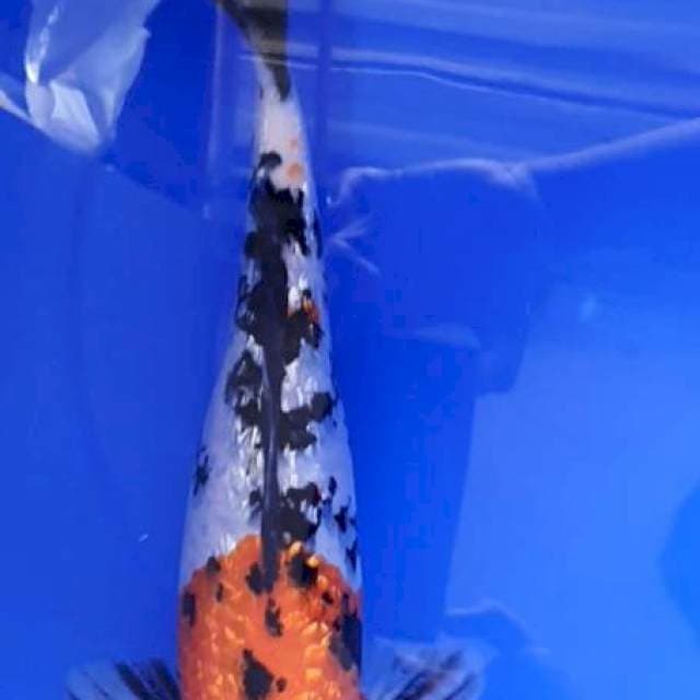 Sanke Ginrin 38Cm