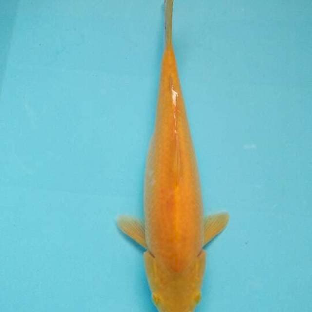 Karasi punok