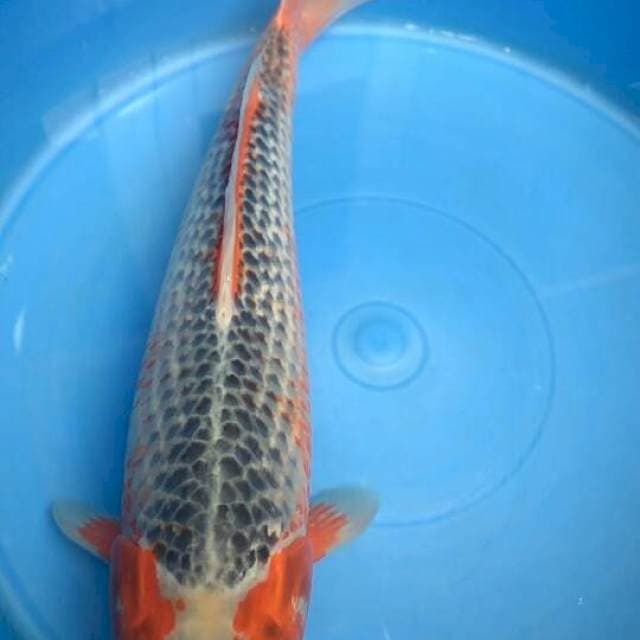 SQ Asaghi F1 Ooya 40CM