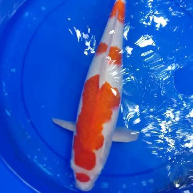 Kohaku 41cm Female