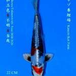 Kin showa doitsu kanezo