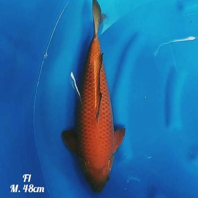 4⃣ f1 chagoi 50bu