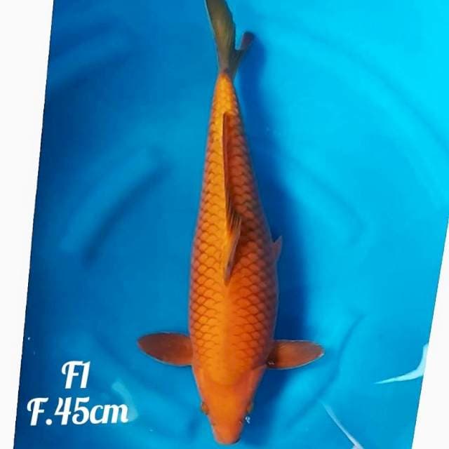 5⃣ f1 chagoi 45cm