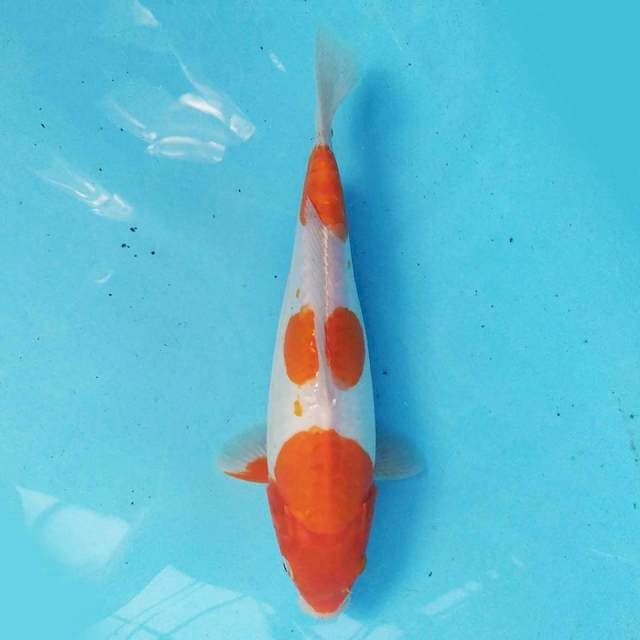Kohaku doitsu 24cm