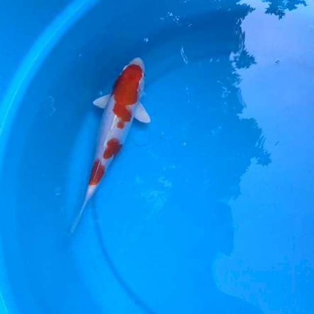Kohaku hikari