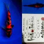 Showa 27cm Isa Koi Farm