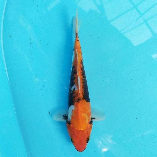 Beni kumon 21cm