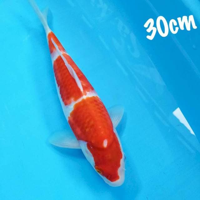 Kohaku 3step