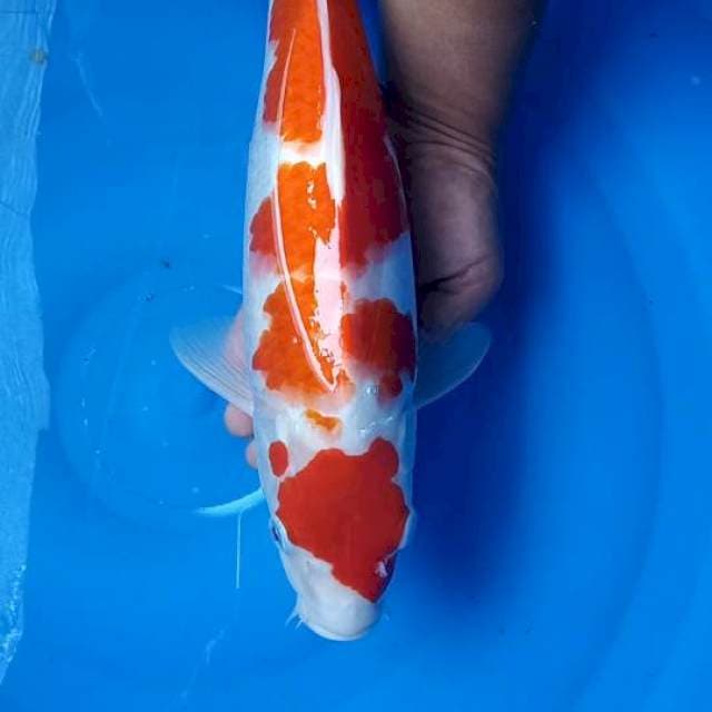 Kohaku