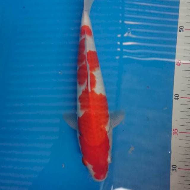Kohaku strong 29cm 
