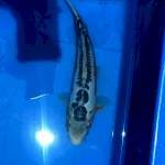 Shusui 33cm bonus tancho sanke