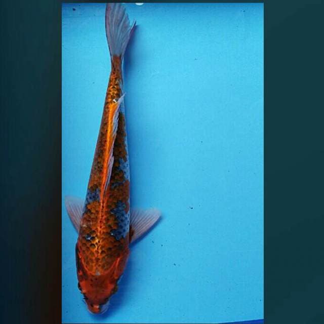 Kujaku rossi 46cm male