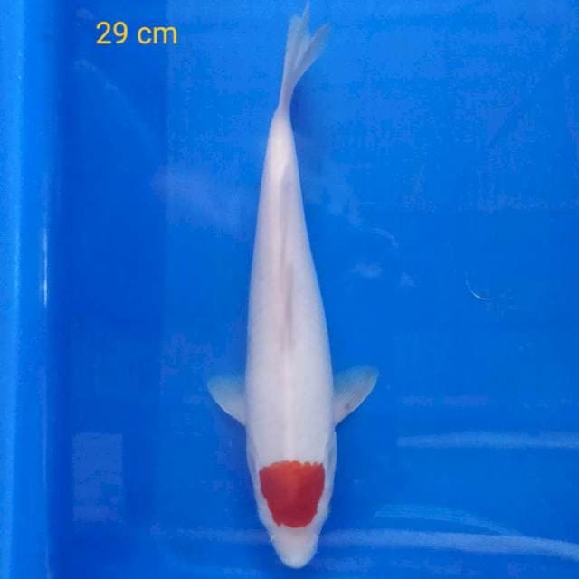 Tancho Kohaku 29 cm