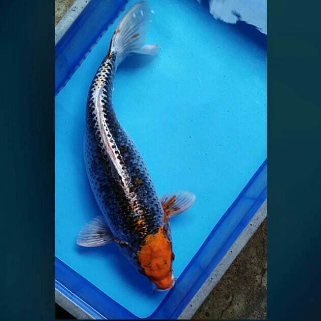 Giant tancho 52cm