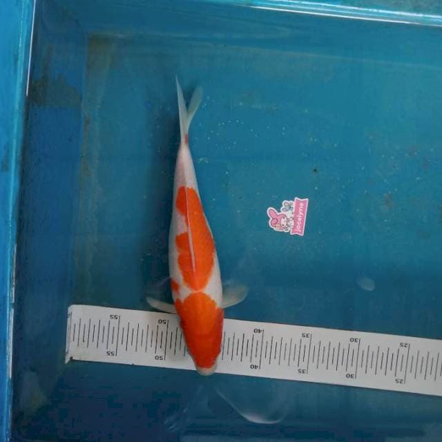 Kohaku 30cm