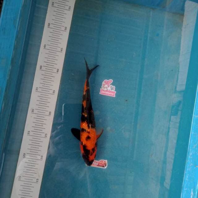 Showa 25cm