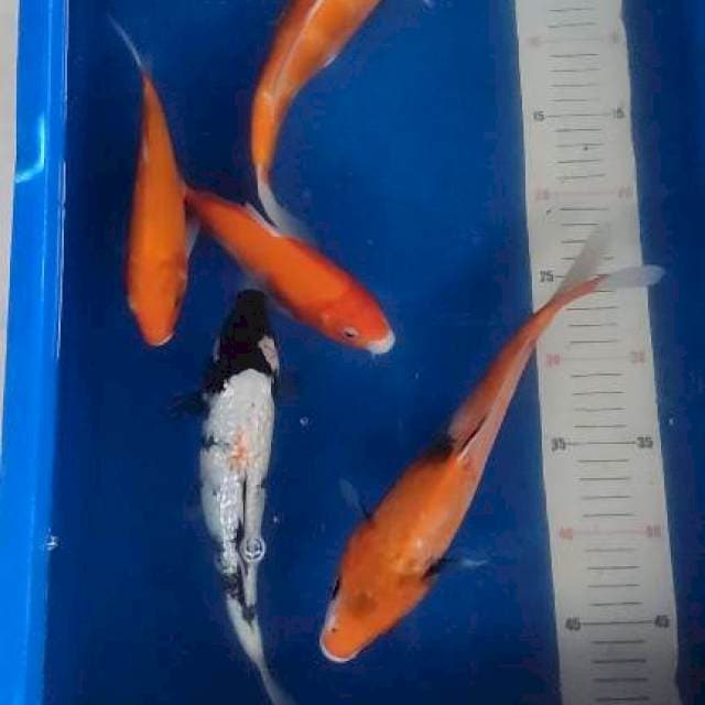 Paket mix 20-29cm