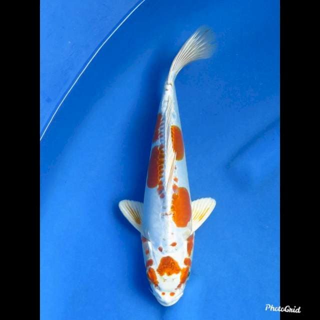 30cm , Yellow Kiko Unique