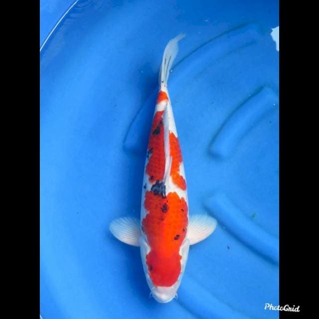 47cm , Male - Sanke Jumbo