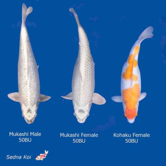 Jumbo 2 Mukashi 1 Kohaku