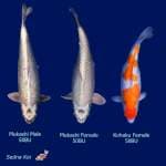Jumbo 2 Mukashi 1 Kohaku