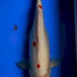 MARUTEN KOHAKU FEMALE 38CM