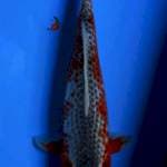 ASAGI 35CM