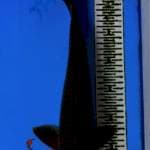 MIDORI MALE 40CM