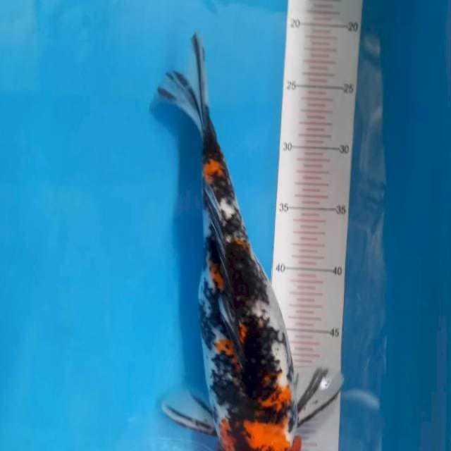 Sanke 38cm