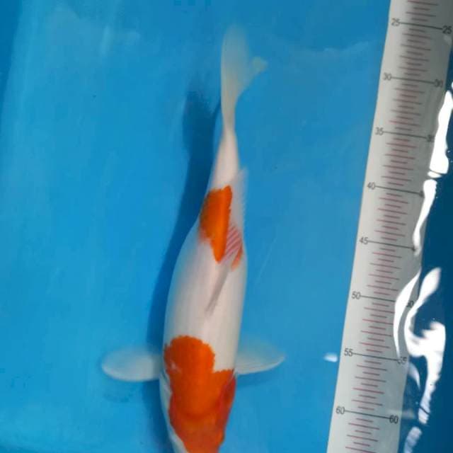Kohaku 36cm