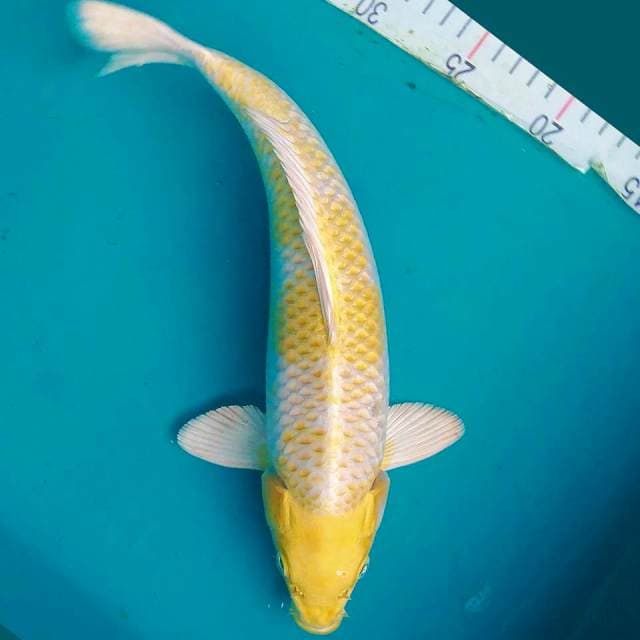 Hariwake 32cm