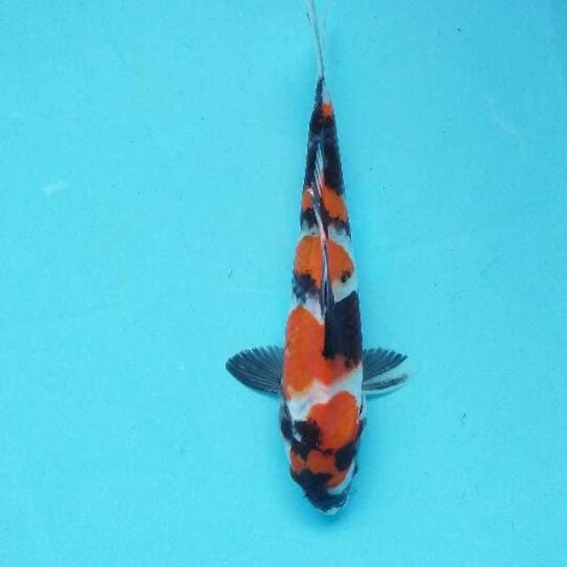 Showa sansoku