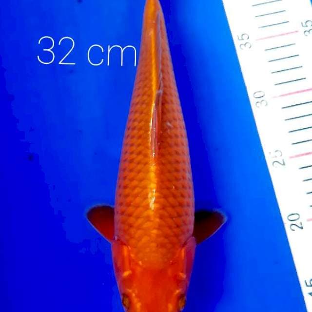 Chagoi tembaga 32 cm