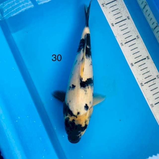 Shiro ,30cm
