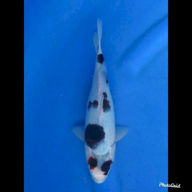 25cm , Budo Goromo