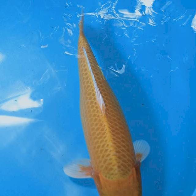 Yamabuki ogon