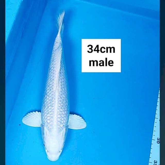 Platinum ginrin 34cm male 