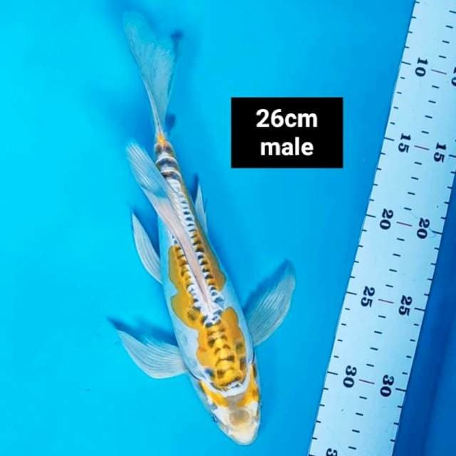 Kumpay yellow kiko 26cm male