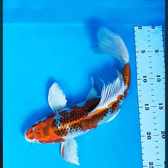 Kumpay kujaku strong 29cm