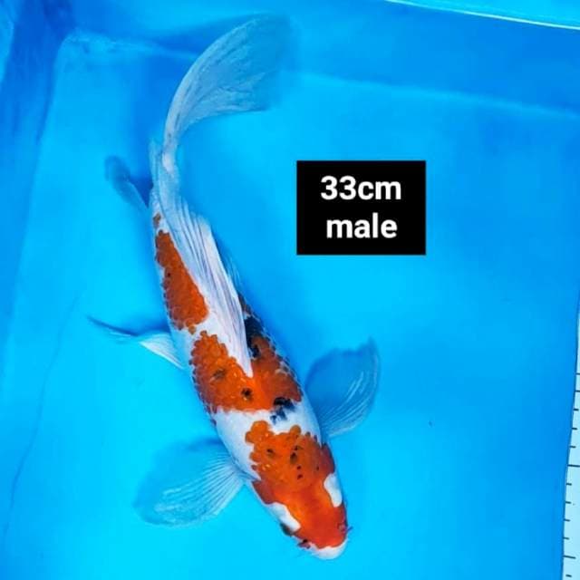 Kumpay maruten sanke 33cm male